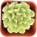 Sprout N Green 2in Echeveria 'Irish Mint', 1 Pack Rare Live Mini Succulent Plant Fully Rooted in Pot, Real House Plant for Indoor Outdoor Home Office Wedding Decoration DIY Projects Party Favor