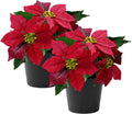 Poinsettias Artificial Christmas Flowers Tabletop Small Red Poinsettia Plant Artificial 9 Inch Faux Winter Flowers for Xmas Ornament Porch Home Garden Decorations(2 Pack)