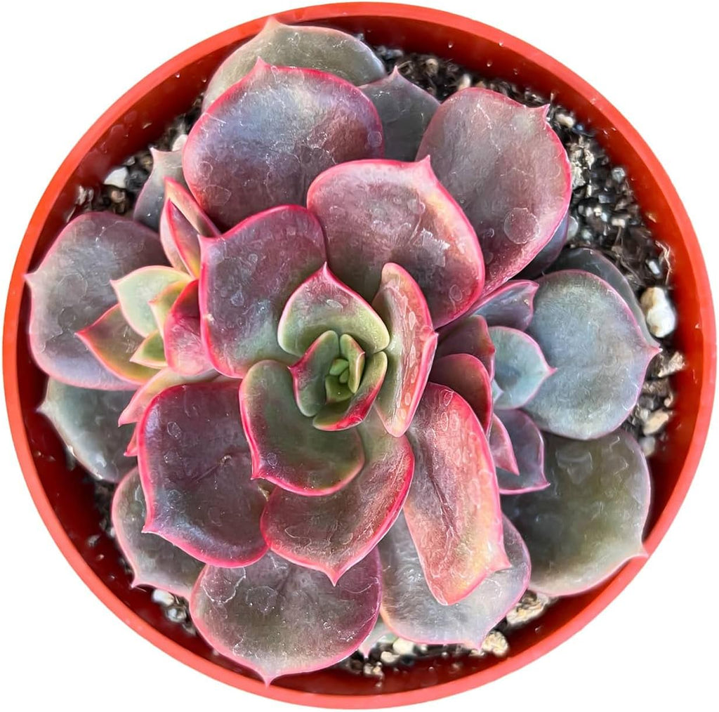 4-inch Succulent Echeveria Red Robe, Live Succulents Plants Fully Rooted in Pots with Soil, Easy-Care House Plants for DIY, Home Office Decoration
