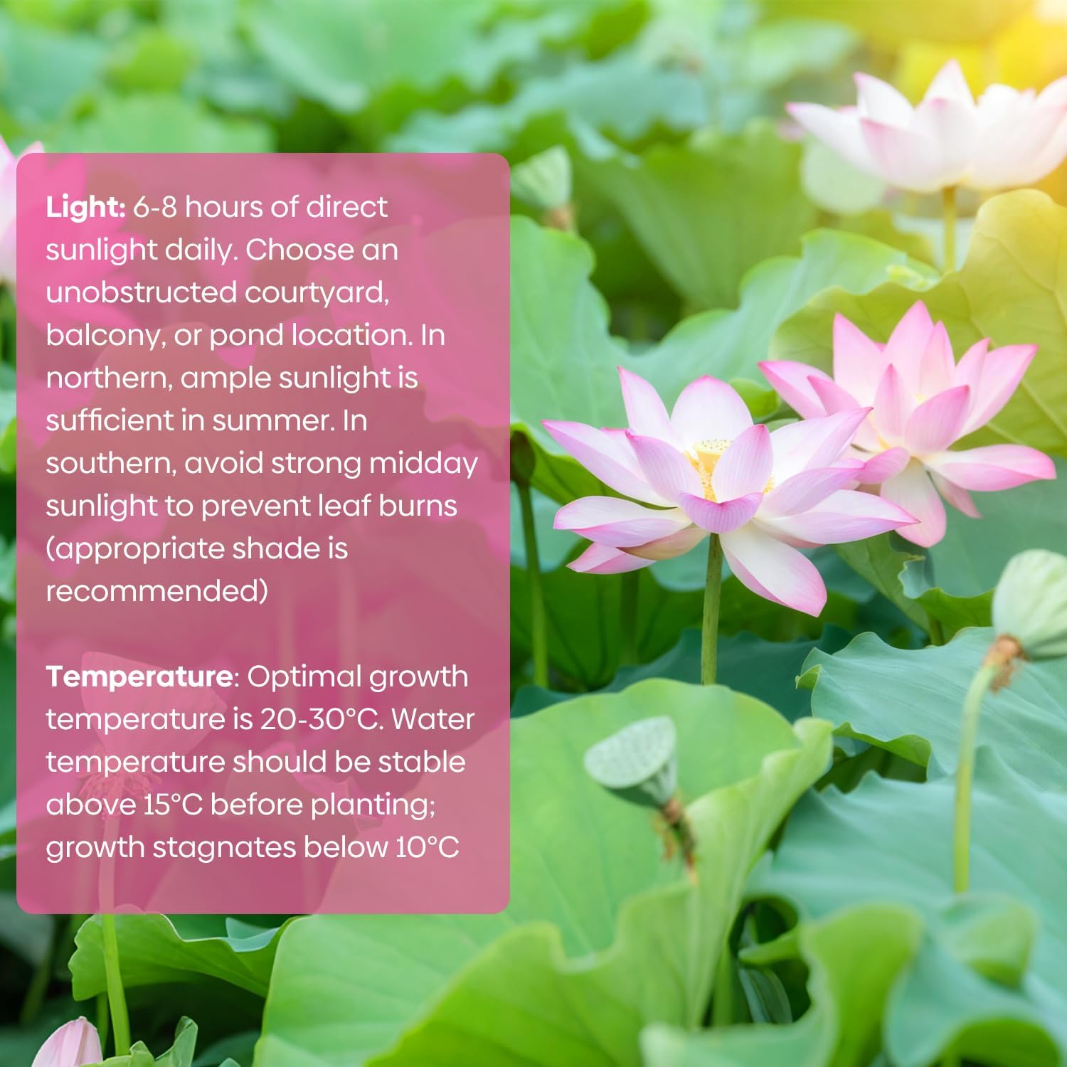 10Pcs Pre-Cut Water Lotus Seeds, High Germination Bowl Lotus (Pink/Red/Green) - Premium Aquatic Plants for Ponds & Bonsai