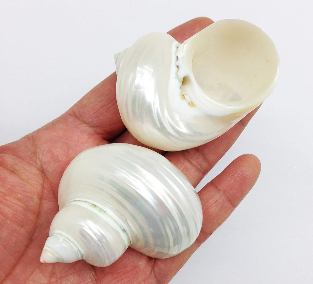 PEPPERLONELY 3 PC Natural Large Pearlized Silver Mouth Turbo, Hermit Crab Shells, 2 Inch ~ 2-3/4 Inch …