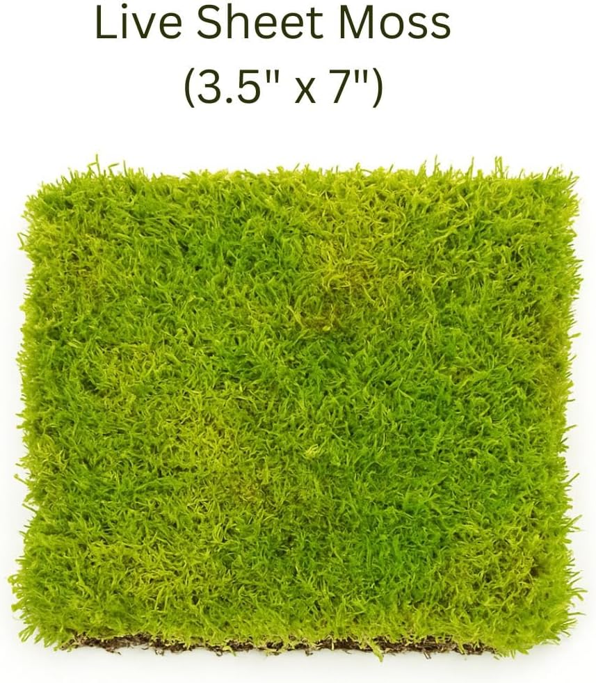 Live Moss Mat Terrarium Pack (3-Species Variety Pack) | Each Mat is 3.5"x7" | Three Different Living Moss Sheets for Terrariums, Vivariums & Bonsai