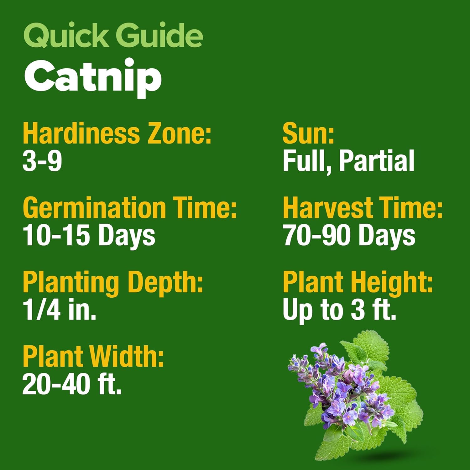HOME GROWN Catnip Seeds (2 Pack) Heirloom Herb 4232 Seeds - Indoor or Outdoor Seed - High-Germination Cat Nip - Cat Safe Plants (Nepeta cataria)