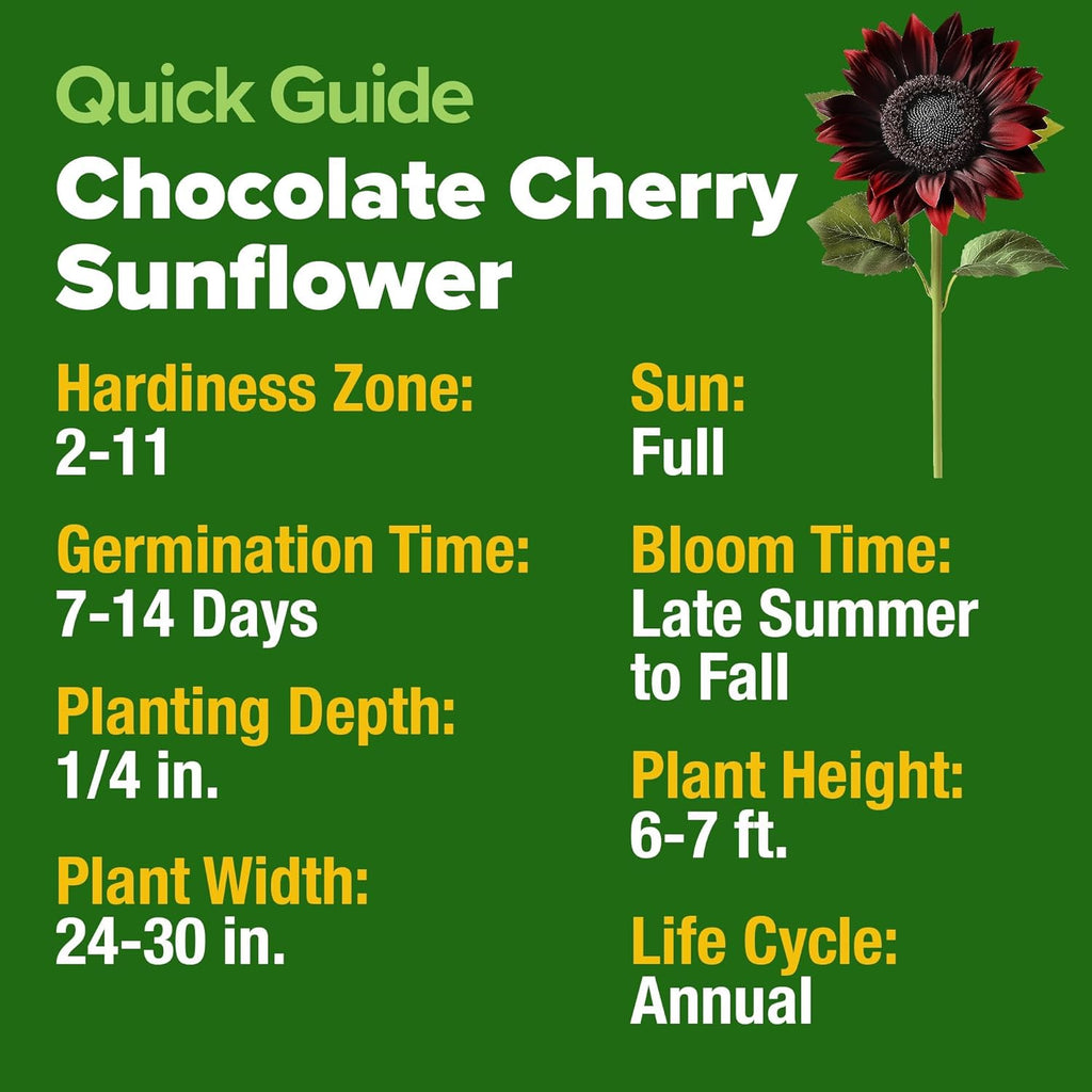 HOME GROWN Chocolate Cherry Sunflower Seeds – 150 Heirloom Non-GMO Seeds – Burgundy Sunflowers for Planting – Tall Garden Flowers That Attract Pollinators & Butterflies (Helianthus annuus)