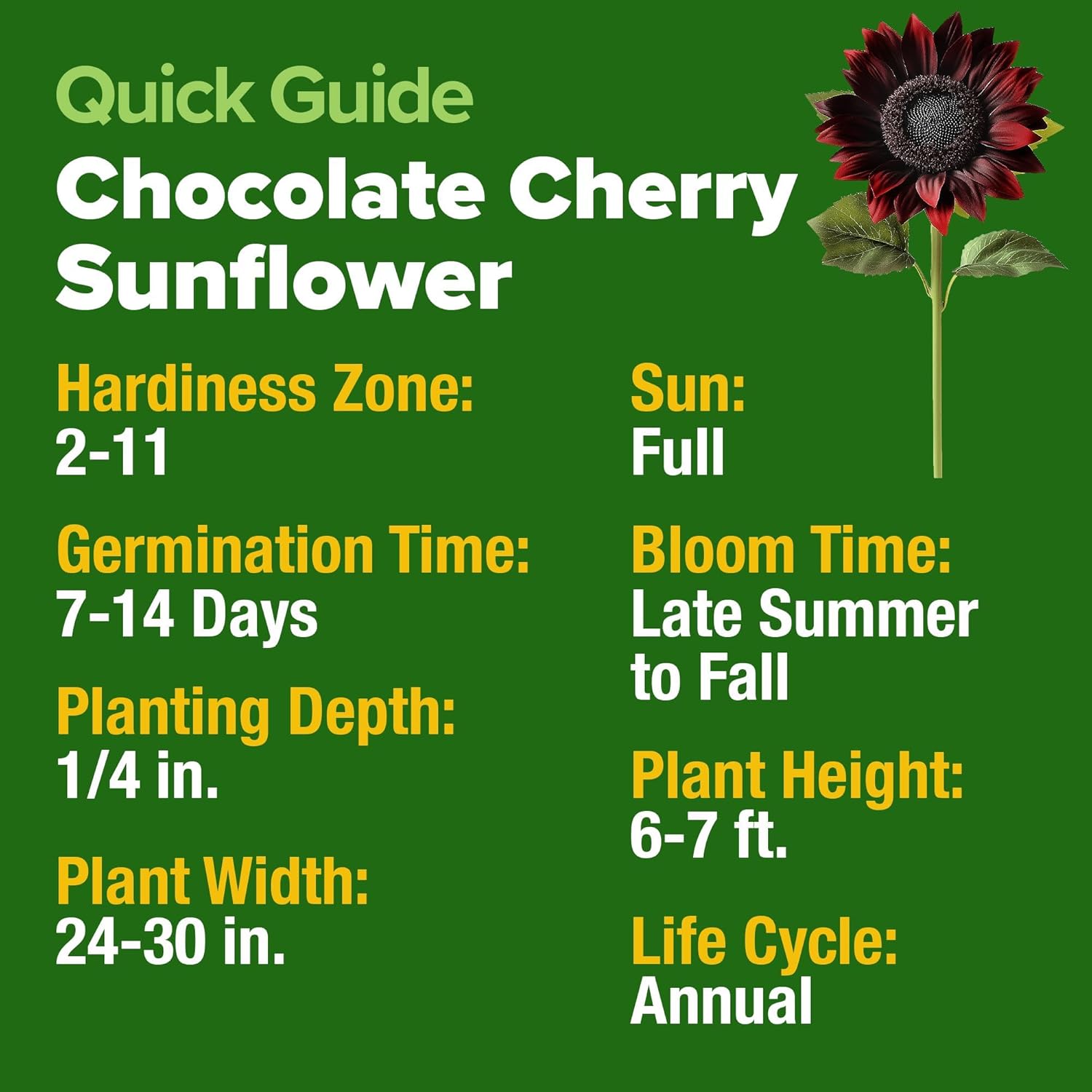 HOME GROWN Chocolate Cherry Sunflower Seeds – 150 Heirloom Non-GMO Seeds – Burgundy Sunflowers for Planting – Tall Garden Flowers That Attract Pollinators & Butterflies (Helianthus annuus)