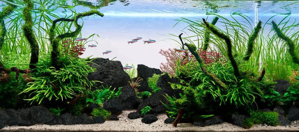 LANDEN Kueiyang Hornwood for Aquascaping, Aquarium Driftwood Decor, Natural Branches(12-14 inches, 30-35cm) 4pcs Terrariums Vivariums Reptile and Amphibian Enclosures Various Shapes