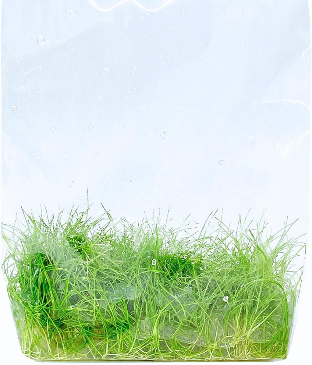 Dwarf Hairgrass Eleocharis Parvula Tissue Culture Vitro Grown Freshwater Aquarium Live Plant for Fish Tank Carpet Decoration