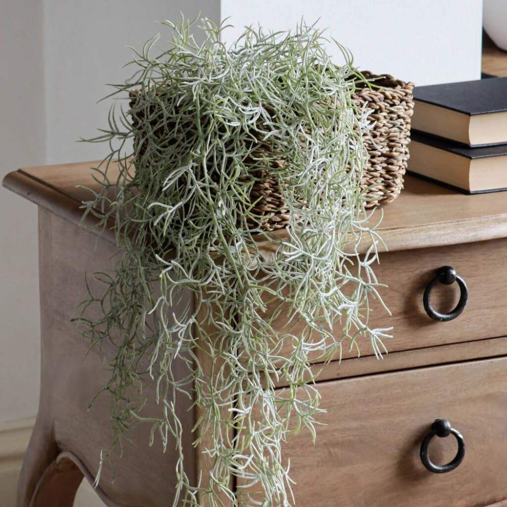 Spanish Moss Plant Live, Tillandsia Air Plants, Spanish Moss Clump 10" Tall, Air Plant Decoration for Terrariums, Trees and Home Decoration