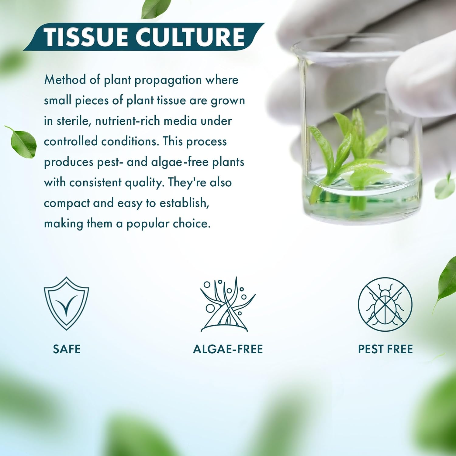SubstrateSource Live Plants - Mattogrossense Milfoil (Myriophyllum mattogrossense) - Moderate to High Light, Bright Green Accent, Bushy Stem Plant, Midground to Background - Tissue Culture, 1 Pack