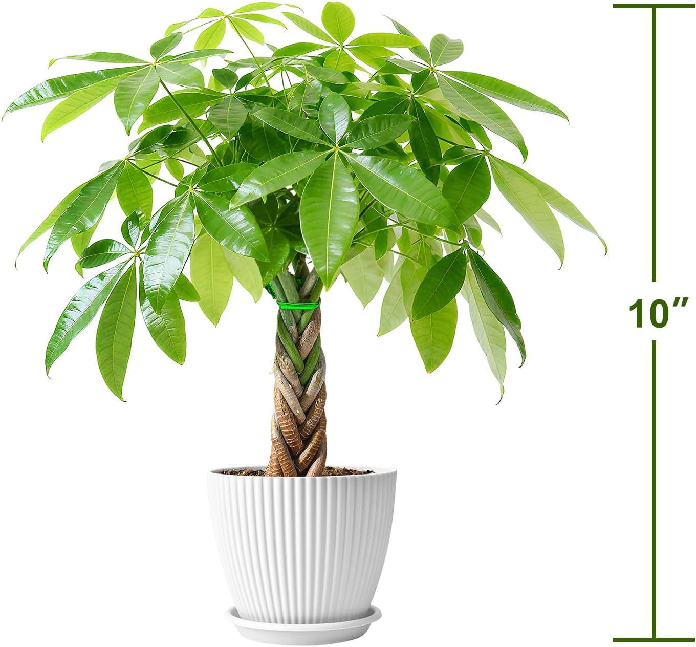 Sprout N Green Small Money Tree with 5 Lucky Braid, Live Plant with White Stripe Pot, Decoration for Indoor Home Office Tabletop Windowsill Side Table, Housewarming Christmas Gift, 8-10" Tall