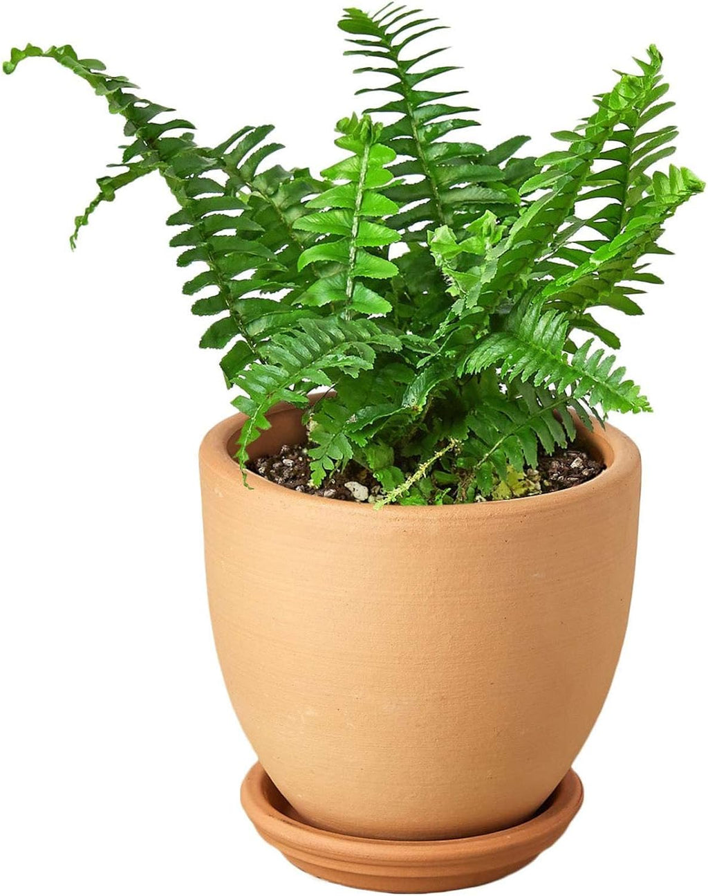 Jester's Crown Fern Live Plant for Indoor | Different Houseplants in 4'' & 6'' Pot | Real House Plant for Living Room, Office, Desk & Bathroom | Boston Fern | Sunjest Sword Fern