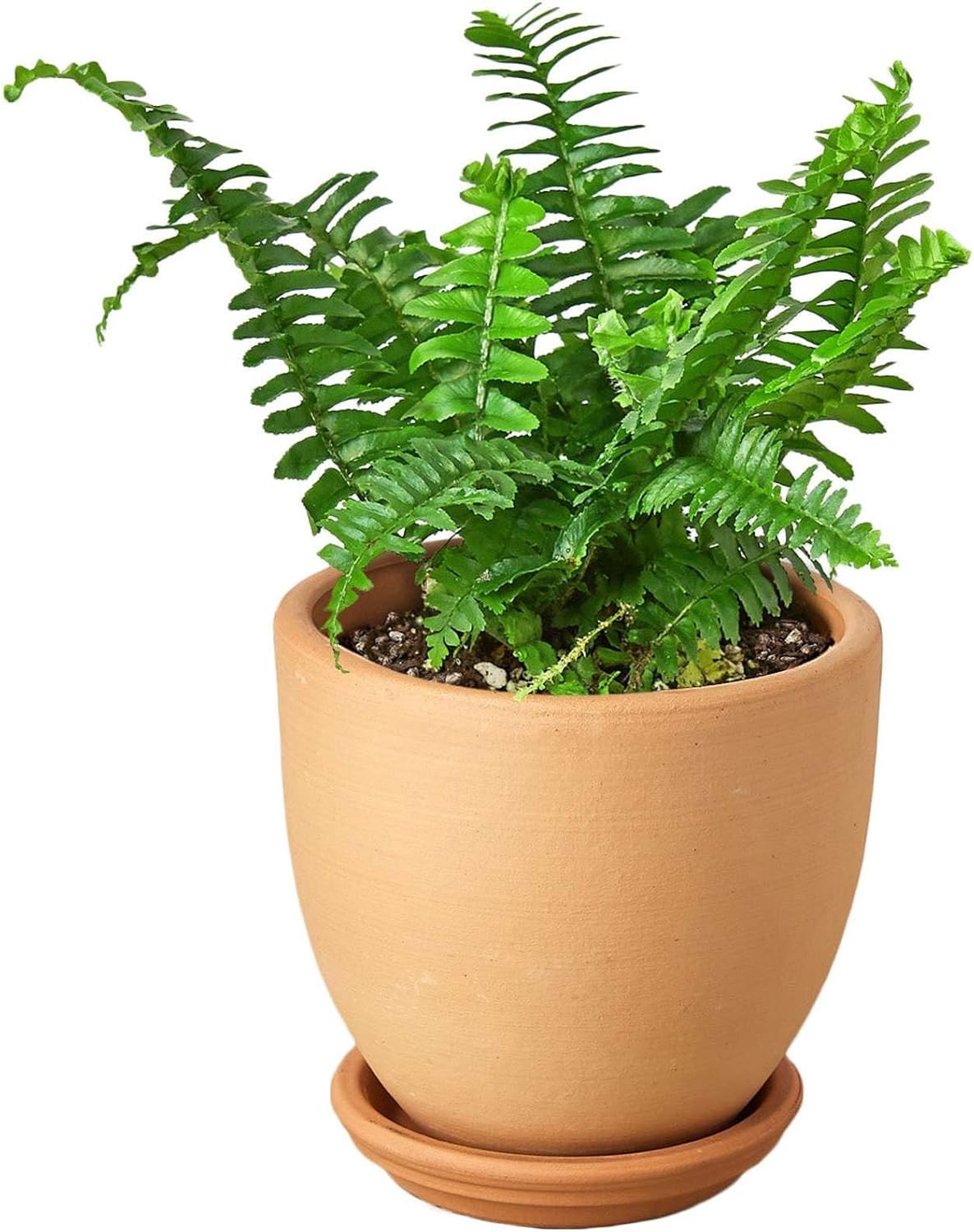 Jester's Crown Fern Live Plant for Indoor | Different Houseplants in 4'' & 6'' Pot | Real House Plant for Living Room, Office, Desk & Bathroom | Boston Fern | Sunjest Sword Fern