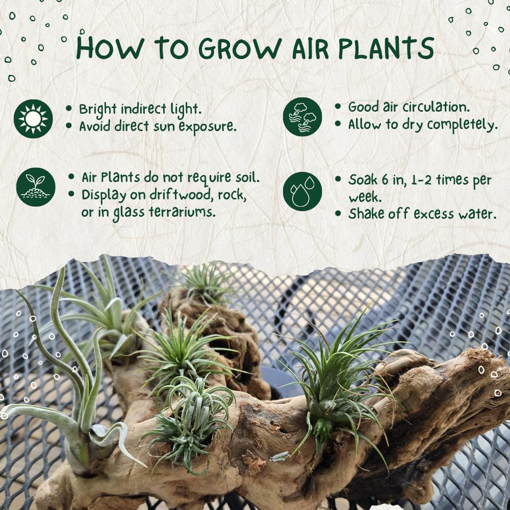 12 Tillandsia Air Plants, Live Succulents Indoor Plants, Assorted Airplants Variety for Decoration, Terrariums, and Office