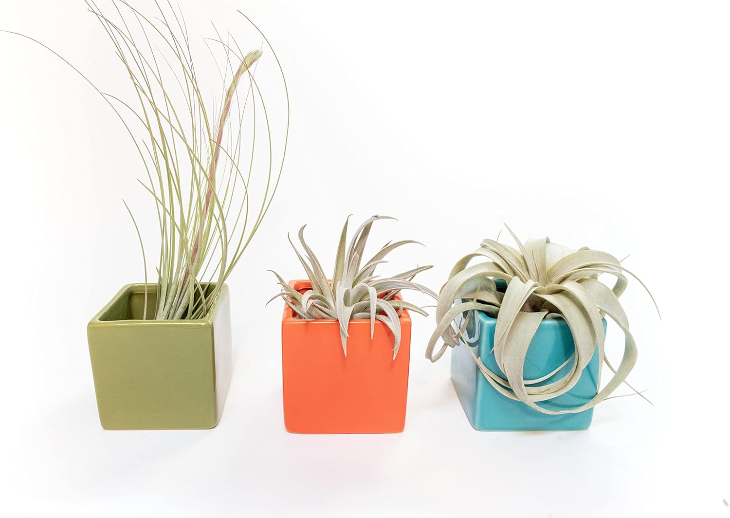 Air Plant Shop Color Cube Sets with Mixed Air Plants - Succulents - Live Tillandsia - Easy Care Indoor and Outdoor House Plants