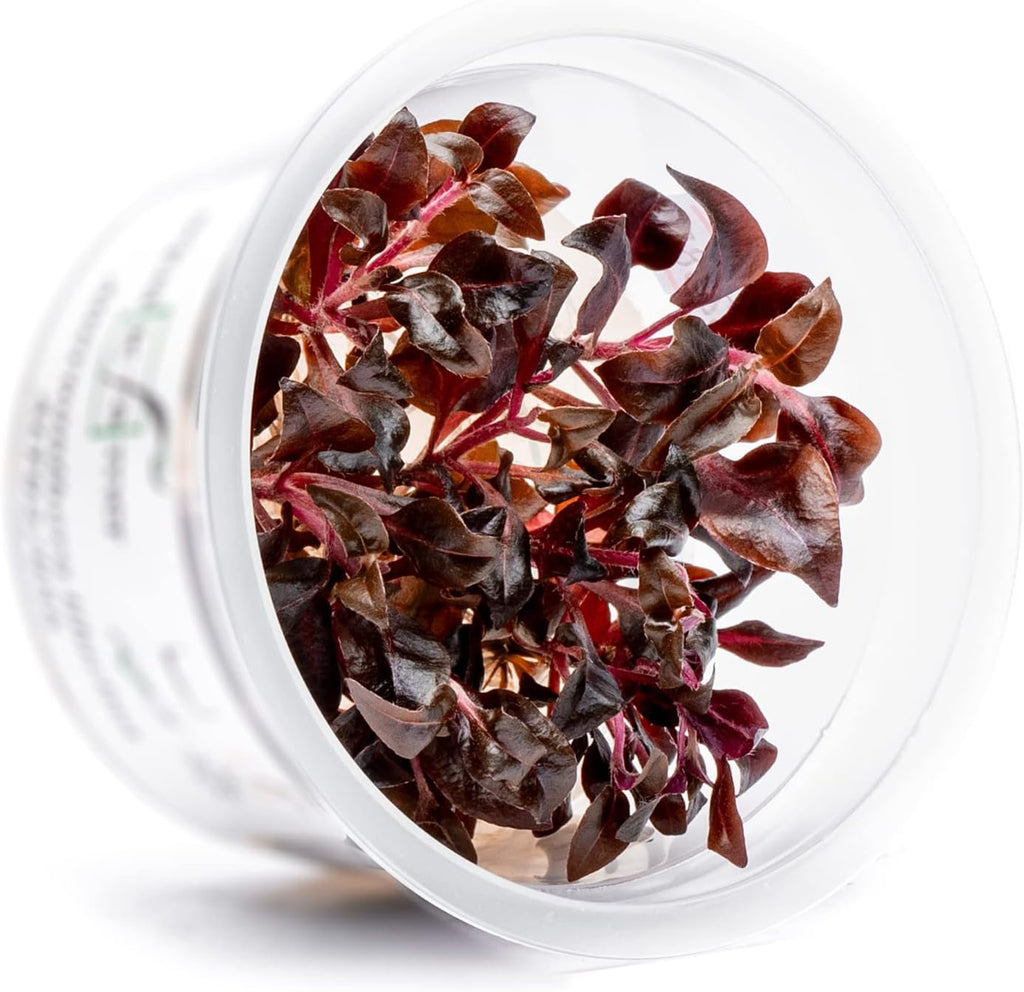 SubstrateSource Live Plant - Alternanthera Reineckii Lilacina Red Stem Tissue Culture Aquatic Live Aquarium Plant - 100% Snail Free in Vitro Cup (AR Lilacina)