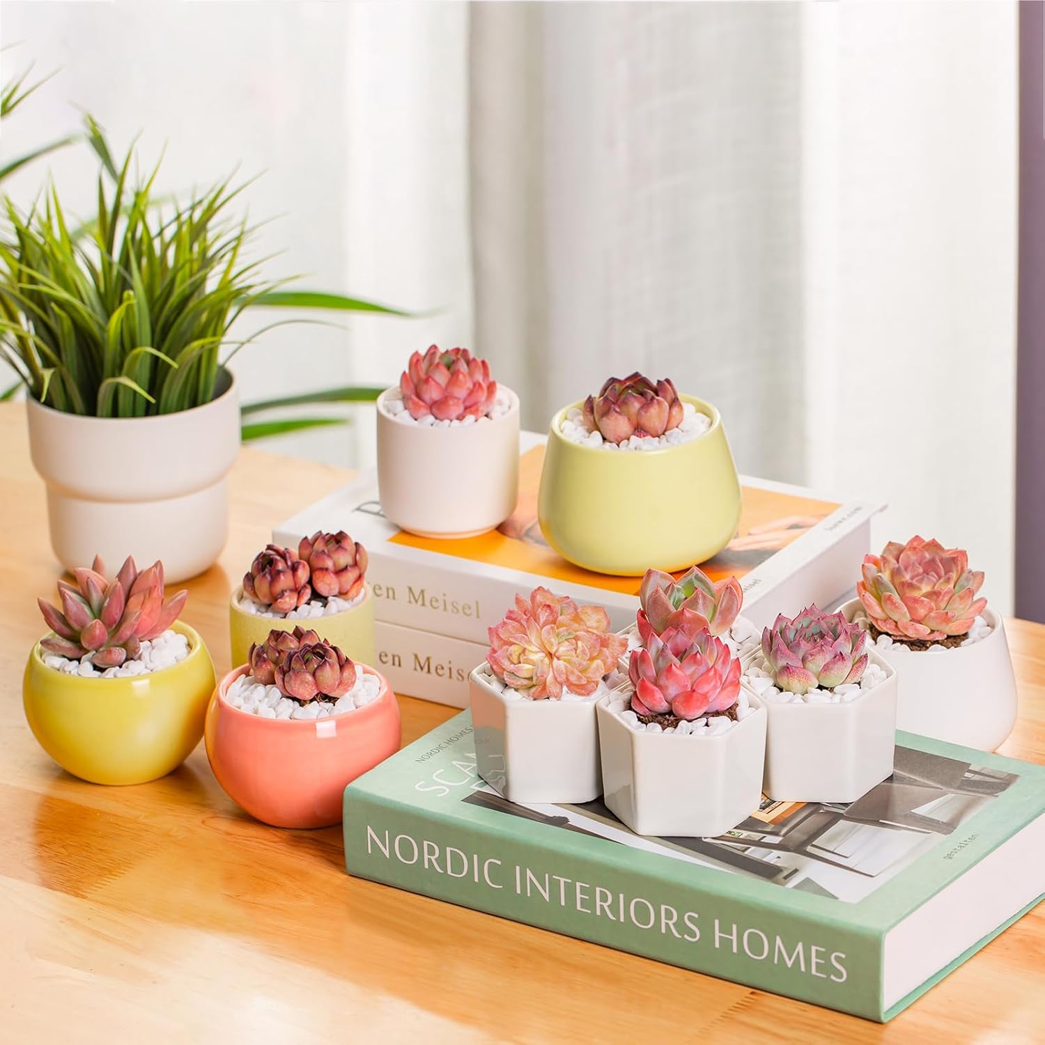 Graptoveria Ruby Donna Rare Live Succulent Plants, Mini Pink 1 Head 2" Live Plant, Package Without Pot & Soil, Garden Indoor Office Desk Wedding Party Baby Shower Decoration, Friend Plant Lovers Gifts