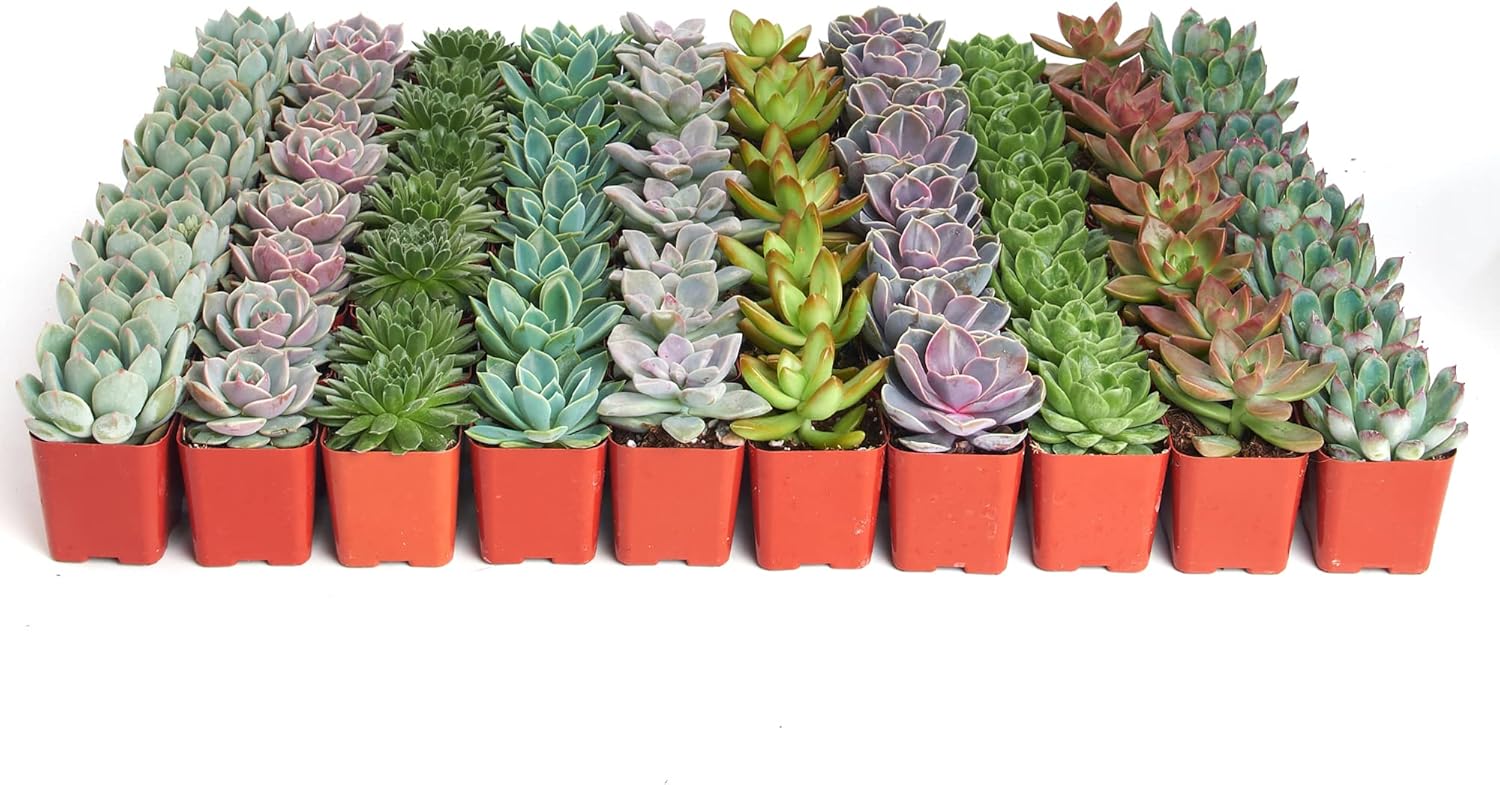 Shop Succulents Rosette Succulent Plant Pack Bulk Collection, Live Mini Succulent Plants, Low Maintenance, Floral Shaped Mix of Colors & Textures - Wedding and Party Favors, Gift & Garden, Pack of 256