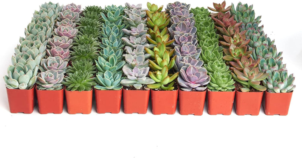 Shop Succulents Rosette Succulent Plant Pack Bulk Collection, Live Mini Succulent Plants, Low Maintenance, Floral Shaped Mix of Colors & Textures - Wedding and Party Favors, Gift & Garden, Pack of 140