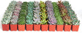 Shop Succulents Rosette Succulent Plant Pack Bulk Collection, Live Mini Succulent Plants, Low Maintenance, Floral Shaped Mix of Colors & Textures - Wedding and Party Favors, Gift & Garden, Pack of 140