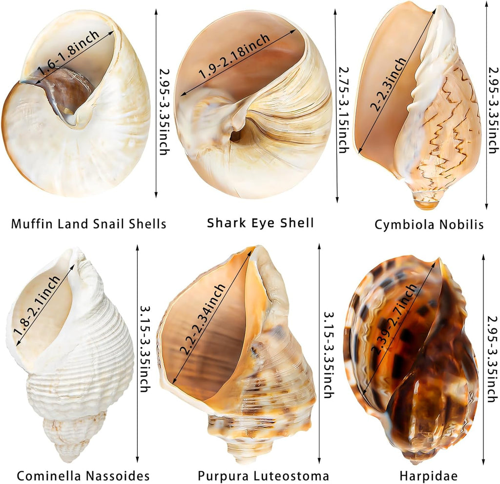 6PCS Large Hermit Crab Shells | Natural Sea Conch Size 3" - 3.5", Opening Size 1.5" - 2.5" | Turbo Seashells for Hermit Crab Supplies and Beach Decoration Large Sea Shell