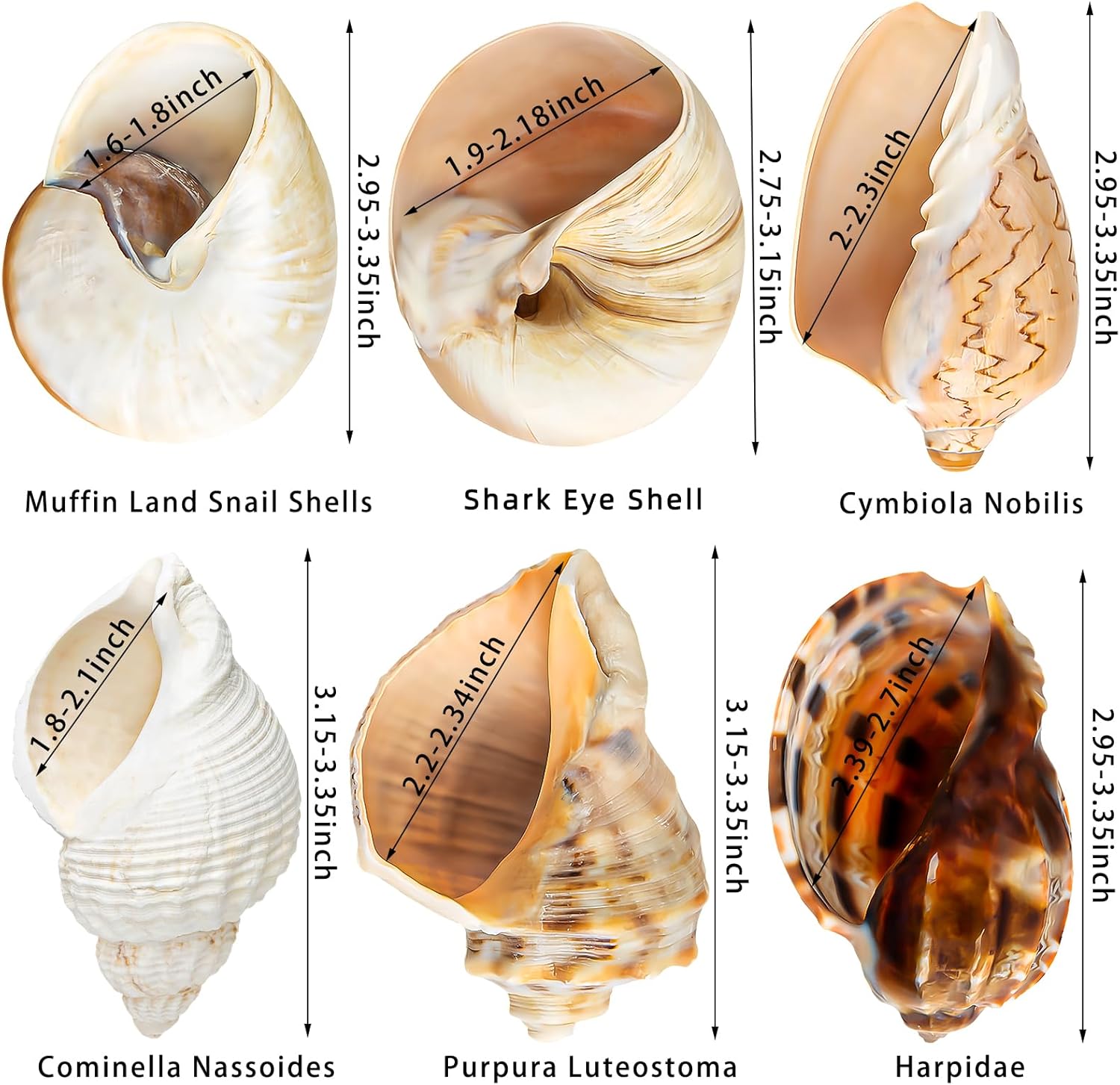 6PCS Large Hermit Crab Shells | Natural Sea Conch Size 3" - 3.5", Opening Size 1.5" - 2.5" | Turbo Seashells for Hermit Crab Supplies and Beach Decoration Large Sea Shell
