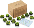 Cactus Tealight Candles,12 Pieces Handmade Delicate Succulent Cactus Candles for Party Wedding Spa Home Decoration