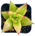 Sprout N Green Echeveria agavoides 'Lipstick', Live Succulent Fully Rooted in 2 inch Starter Pot, House Plant for Indoor Outdoor Home Office Wedding Decoration Party Favor