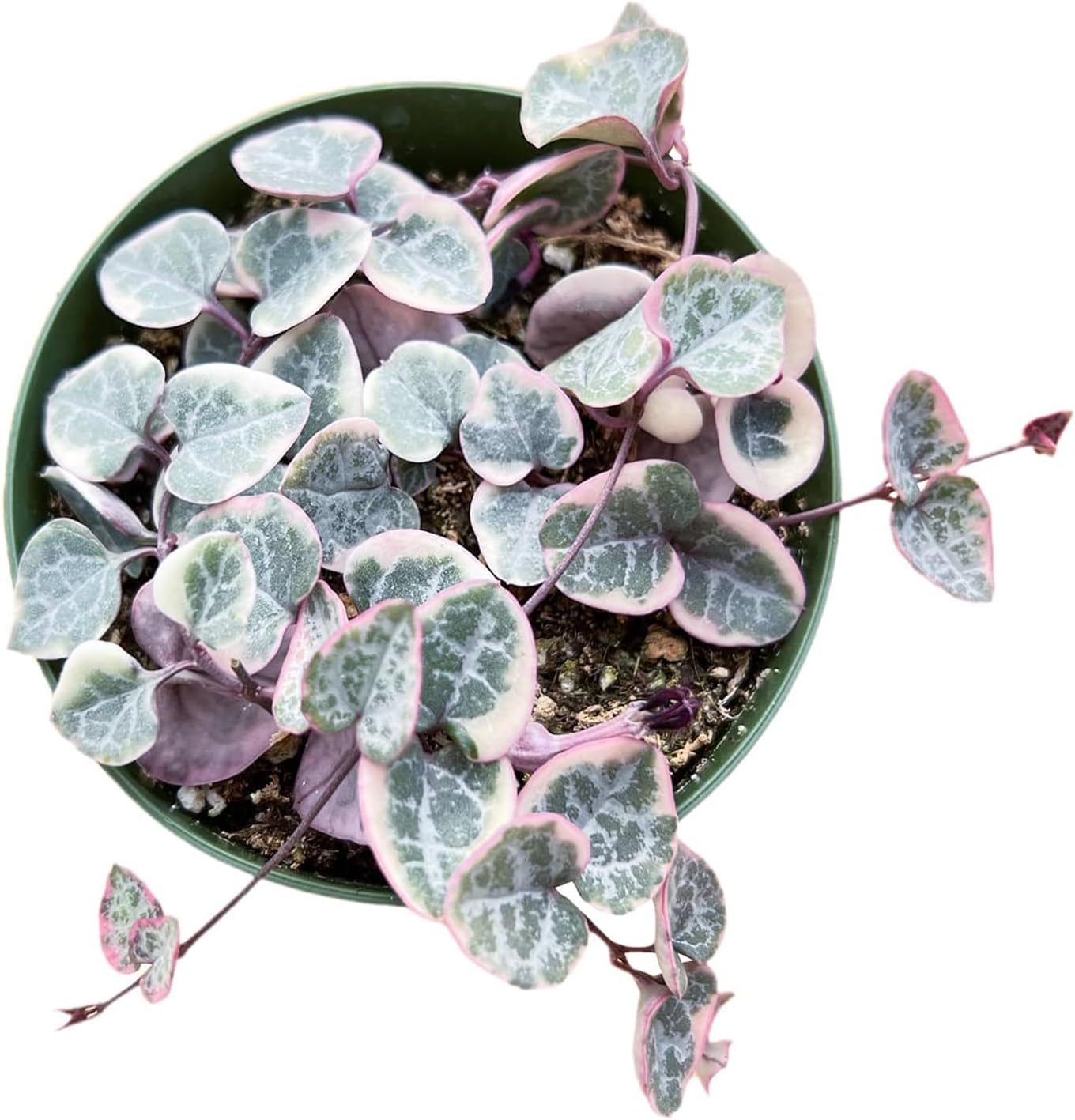 Live Succulent Plants (Variegated String of Hearts), Easy Care Houseplant for Home and Office Decor, Great Gift for Housewarming, Birthday, Thanksgiving