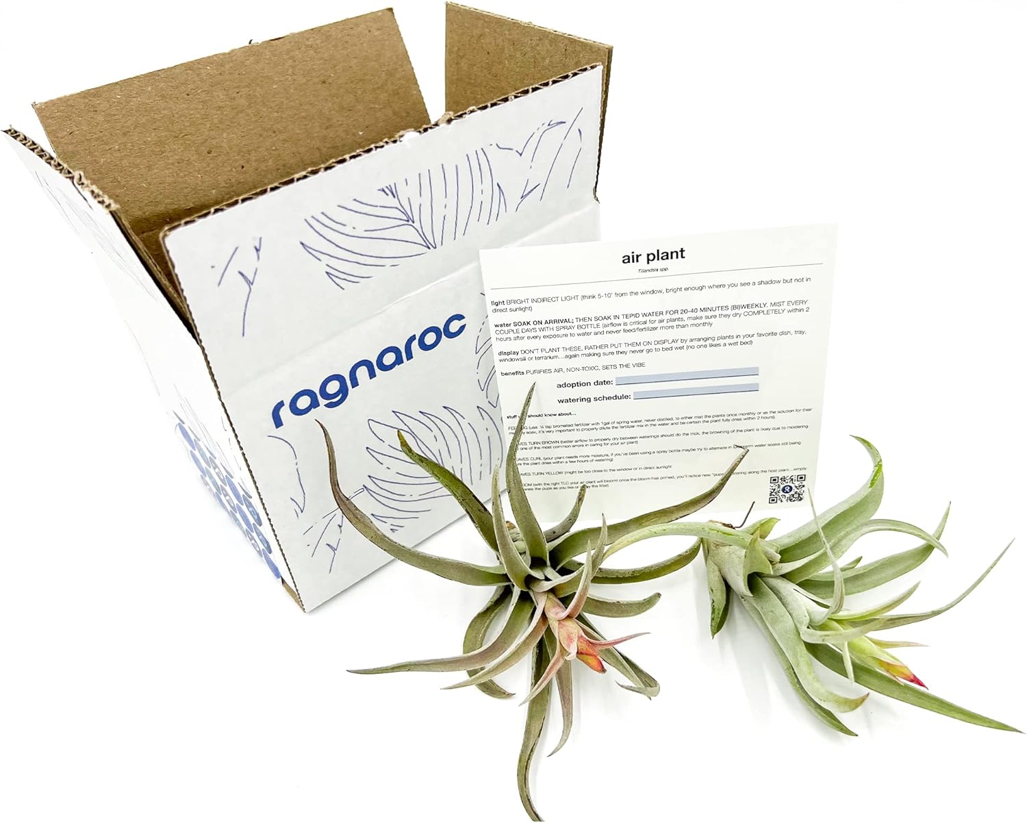 ragnaroc Air Plants - Flowering Tillandsia Harrisii, Large 3-5" - 2ct - Live Arrival Guaranteed - House Plants for Home Decor & Gift