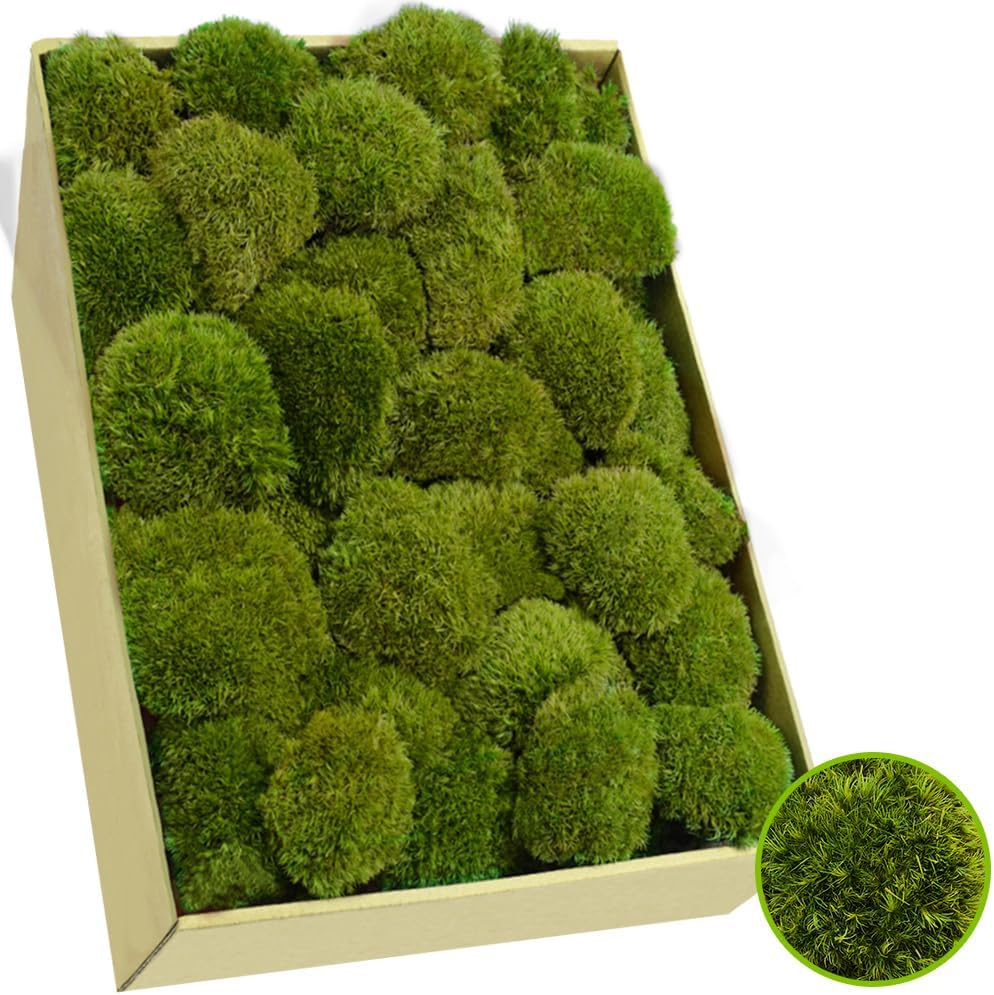 TCYPUHL Preserved Pillow Moss Bulk (2.4 Sq.Ft Yellow Green) - Natural Cushion Moss for Wall Art, Home Decor - Christmas Crafts, Holiday Decorations and Gift Giving DIY Craft, Floral Arrangements