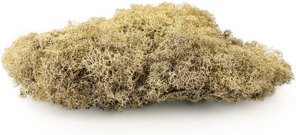 GARDENERA Premium Preserved Reindeer Moss for Potted Plants, Terrariums, Fairy Gardens, Arts and Crafts or Floral Decor Design in Natural (3 Quart Bag)