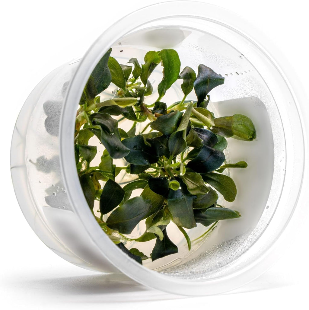SubstrateSource Live Plants – Bucephalandra 'Pygmy' (Bucephalandra sp. 'Pygmy') – Low to Moderate Light, Deep Green Iridescent Color, Foreground to Midground, Rhizome – Tissue Culture, 1 Pack