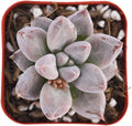 2" Live Succulent Plants Echeveria 'Tolimanensis', Mini Potted Succulents, Easy Care Indoor Houseplant, Unique Gifts, Home Office Décor