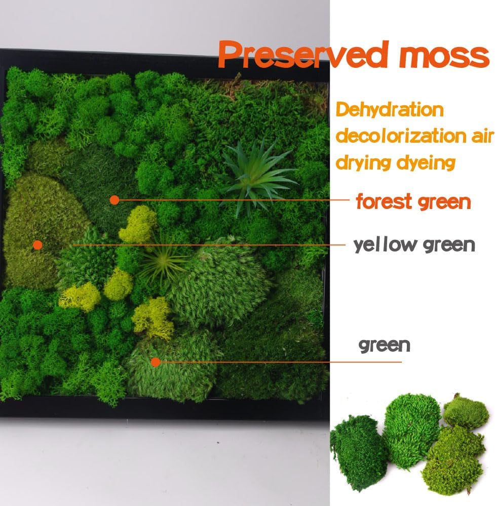 2 sq.ft Preserved Moss for Wall Decor Table Decor for DIY Bowl of Pole Moss Pillow Moss Natural Green (ForestGreen -2.0sq.ft)