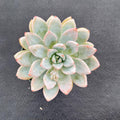 Live Succulent Plants (Echeveria 'Star Snow'), Easy Care Houseplant for Home and Office Decor, Great Gift for Housewarming, Birthday, Thanksgiving