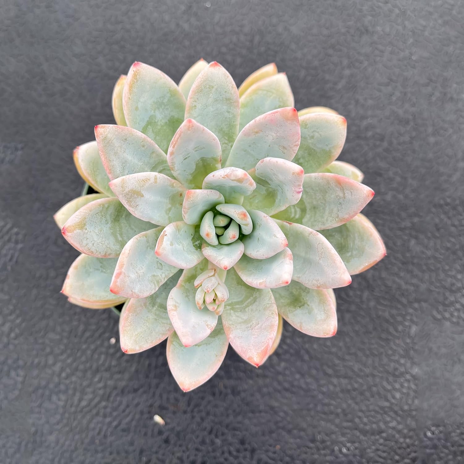 Live Succulent Plants (Echeveria 'Star Snow'), Easy Care Houseplant for Home and Office Decor, Great Gift for Housewarming, Birthday, Thanksgiving