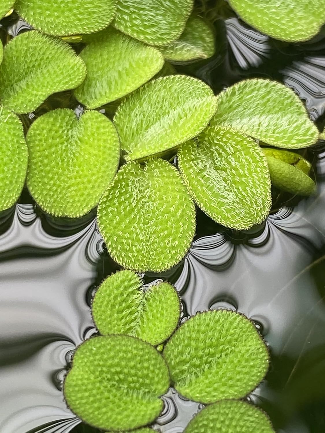 Salvinia Minima Water Spangle Live Floating Aquarium Plant Freshwater Planted Tank Ponds Aquascapes Natural Water Filtration Easy Care Growing Natural Shade Cover Betta Shrimp Salvinia 6 Plants