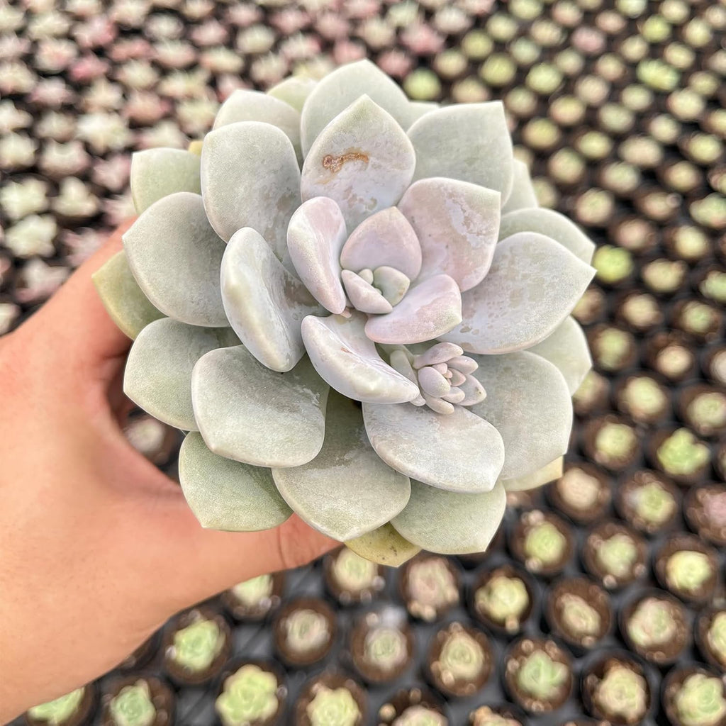Live Succulent Plants (x Graptoveria 'Margaret Rose'), Easy Care Houseplant for Home and Office Decor, Great Gift for Housewarming, Birthday, Thanksgiving