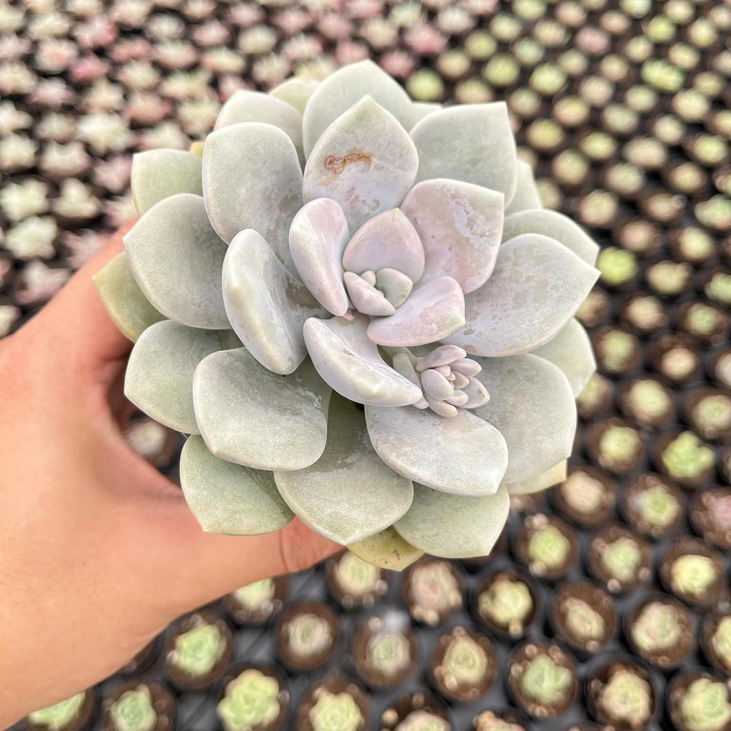 Live Succulent Plants (x Graptoveria 'Margaret Rose'), Easy Care Houseplant for Home and Office Decor, Great Gift for Housewarming, Birthday, Thanksgiving