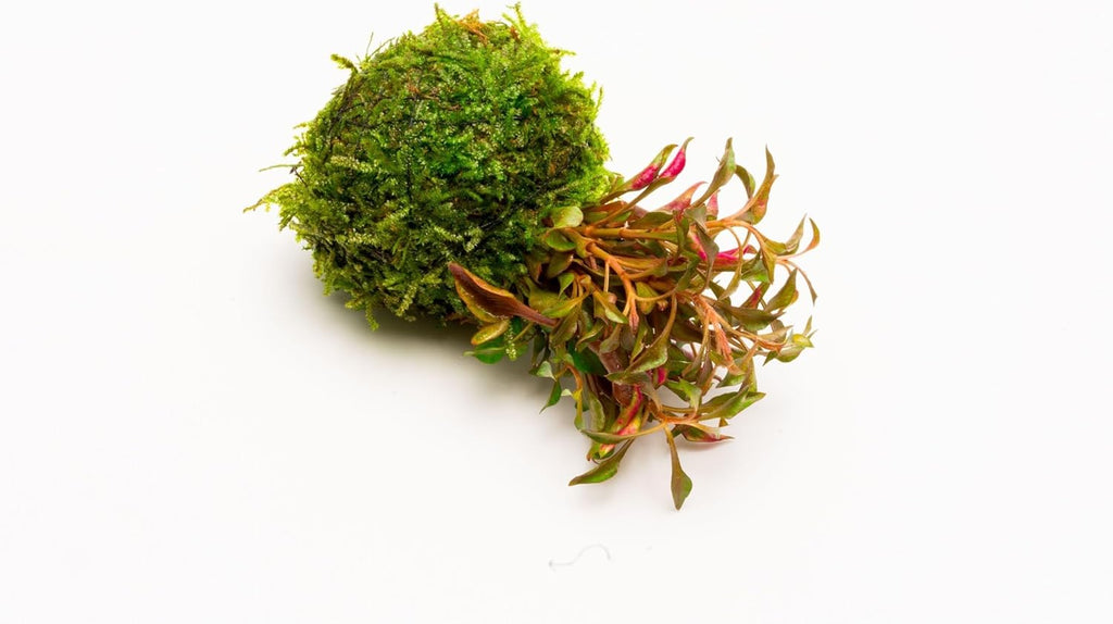 SubstrateSource Live Planted Decor - Calico Plant (Alternanthera bettzickiana ‘Red’) on Clay Moss Ball - Pink-Red Stems with Green-Yellow, Medium Light, Midground to Background Placement, 1 Pack