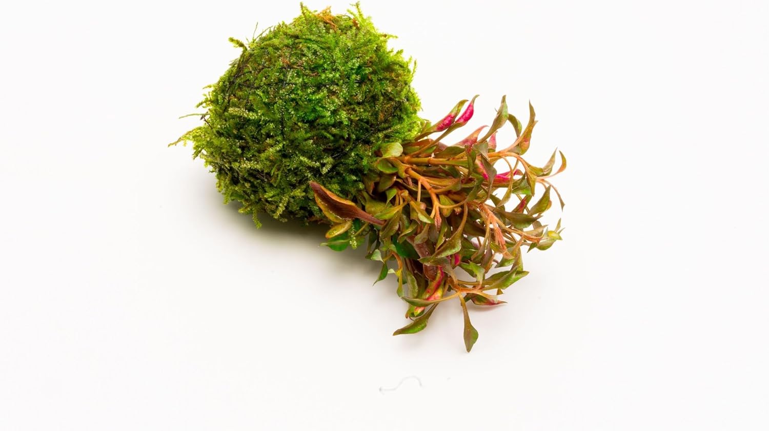 SubstrateSource Live Planted Decor - Calico Plant (Alternanthera bettzickiana ‘Red’) on Clay Moss Ball - Pink-Red Stems with Green-Yellow, Medium Light, Midground to Background Placement, 1 Pack