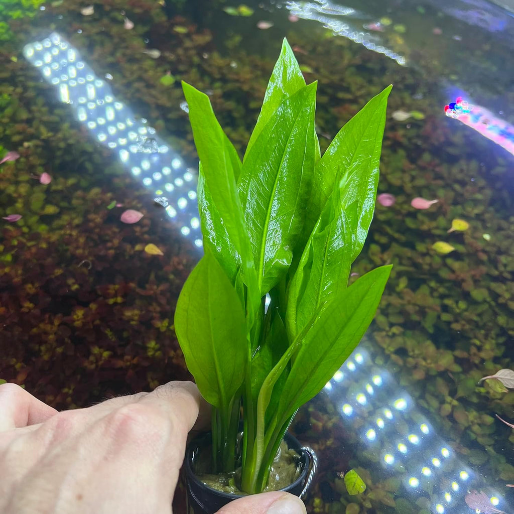 SubstrateSource Amazon Sword Echinodorus Bleheri Live Plant for Freshwater Aquariums, Natural Fish Tank Decorations, and Aquatic Decor (5 Pots (10-15 Plants))