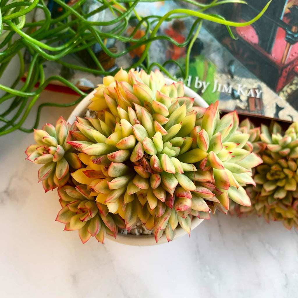 Echeveria Mebina Variegata Rare Live Succulent Plants, Variegated 4" Bare Root Without Pot & Soil, Garden Indoor Office Desk Baby Shower Decoration, Friend Plant Lovers Gifts