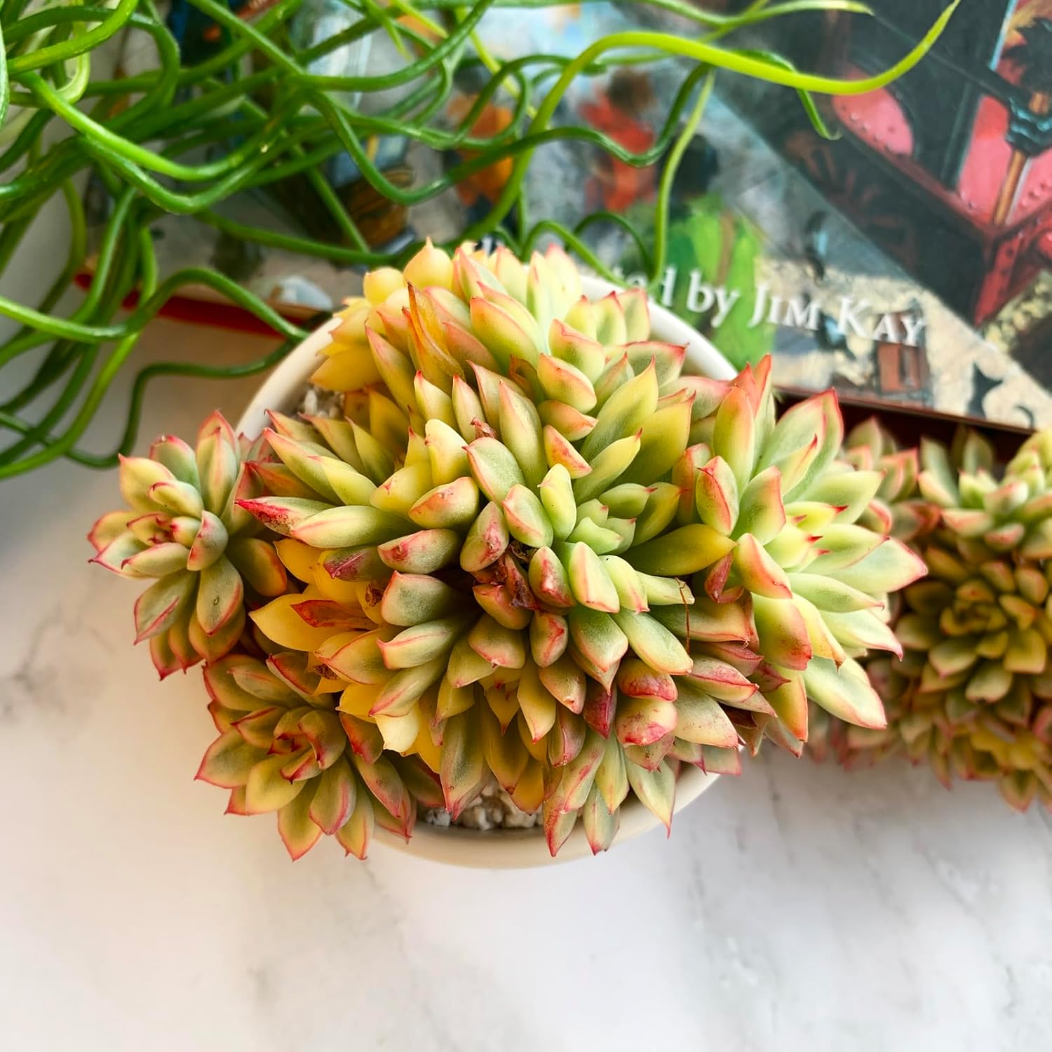 Echeveria Mebina Variegata Rare Live Succulent Plants, Variegated 4" Bare Root Without Pot & Soil, Garden Indoor Office Desk Baby Shower Decoration, Friend Plant Lovers Gifts