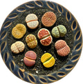 Live Lithops Succulent Plants, 10 Pcs, Rainbow Colorful Variety, Random Pick, Bare Root Without Pot & Soil, Indoor Office Desk Decoration, Plant Lovers Gifts