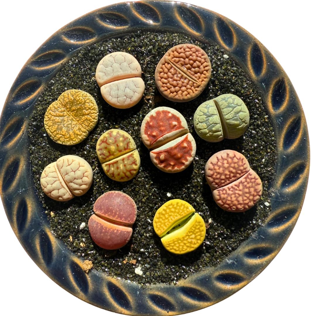 Live Lithops Succulent Plants, 10 Pcs, Rainbow Colorful Variety, Random Pick, Bare Root Without Pot & Soil, Indoor Office Desk Decoration, Plant Lovers Gifts