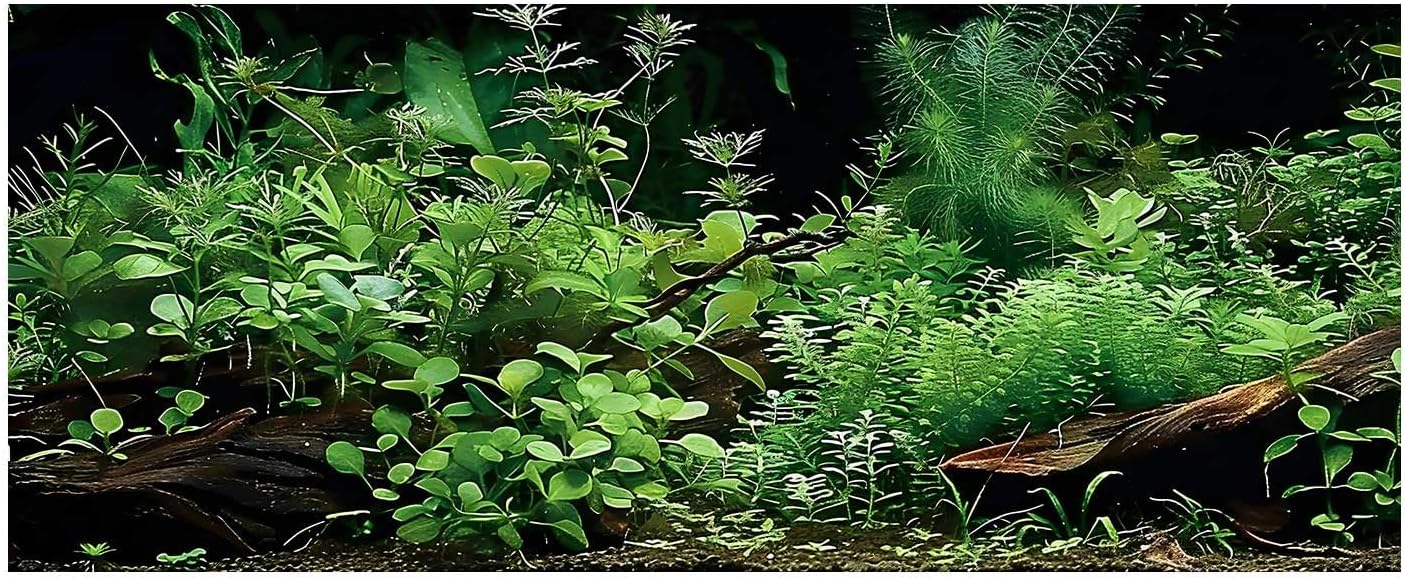 Aquatic Plant Aquarium Background, River Bed & Lake Tropical Undersea Tree BranchFish Tank Background, 6 EVA Double-Sided Tapes 48x24 inches/120x60