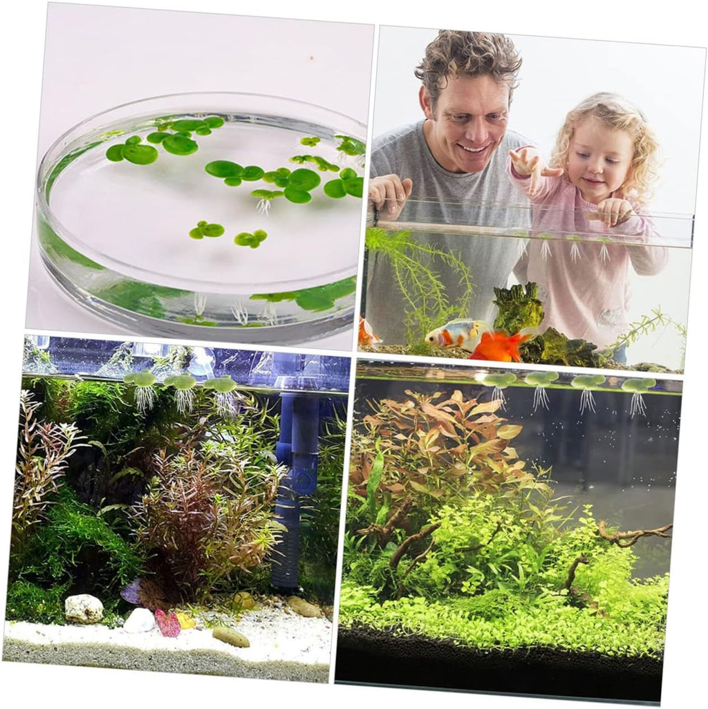 Housoutil 18pcs Artificial Duckweed Leaves Duckweed Tank Accessories Aquatic Ornaments Terrarium Supplies Tank Floating Duckweed Leaf Plants Fake Floating Duckweed Aquarium Floating