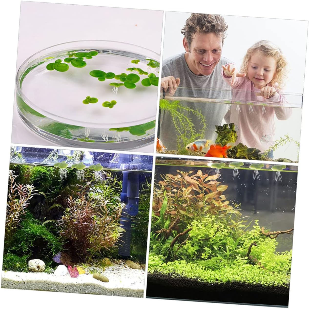 Housoutil 18pcs Artificial Duckweed Leaves Duckweed Tank Accessories Aquatic Ornaments Terrarium Supplies Tank Floating Duckweed Leaf Plants Fake Floating Duckweed Aquarium Floating