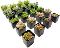 2 Inch Assorted Succulent Plants - Live Mixed Rosette & Unique Succulent Variety Pack, Healthy Rooted Succulents for Indoor/Outdoor Decor, Terrarium, DIY Garden & Gift (24-Pack)